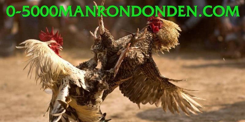 Đá Gà Trực Tiếp - hz88