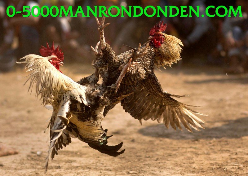 Đá Gà Trực Tiếp - Ưu đãi đặc biệt